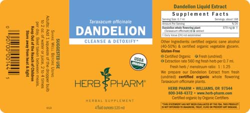 Dandelion plants in full bloom ready for harvest