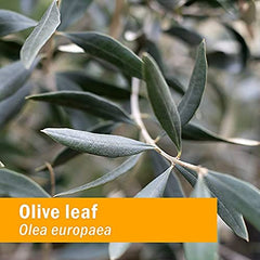 Side view of Herb Pharm Olive Leaf Liquid Extract bottle