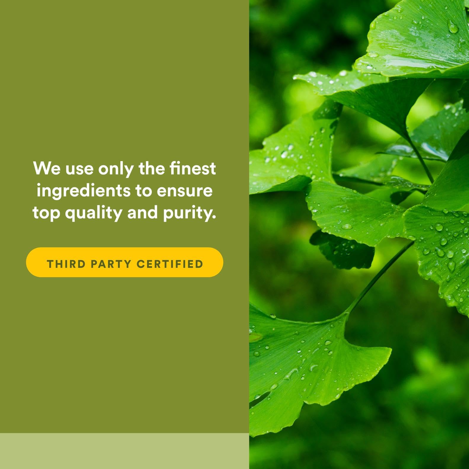 Ginkgo Biloba Phytosome supplement label