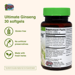 Asian red ginseng root illustration