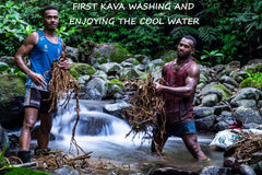 Sun-dried kava roots on drying rack