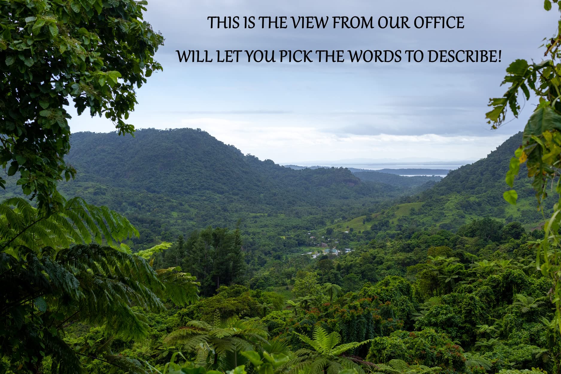 Single-source kava farmer on Ovalau island