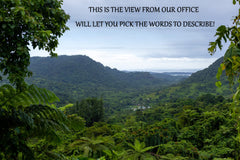 Single-source kava farmer on Ovalau island