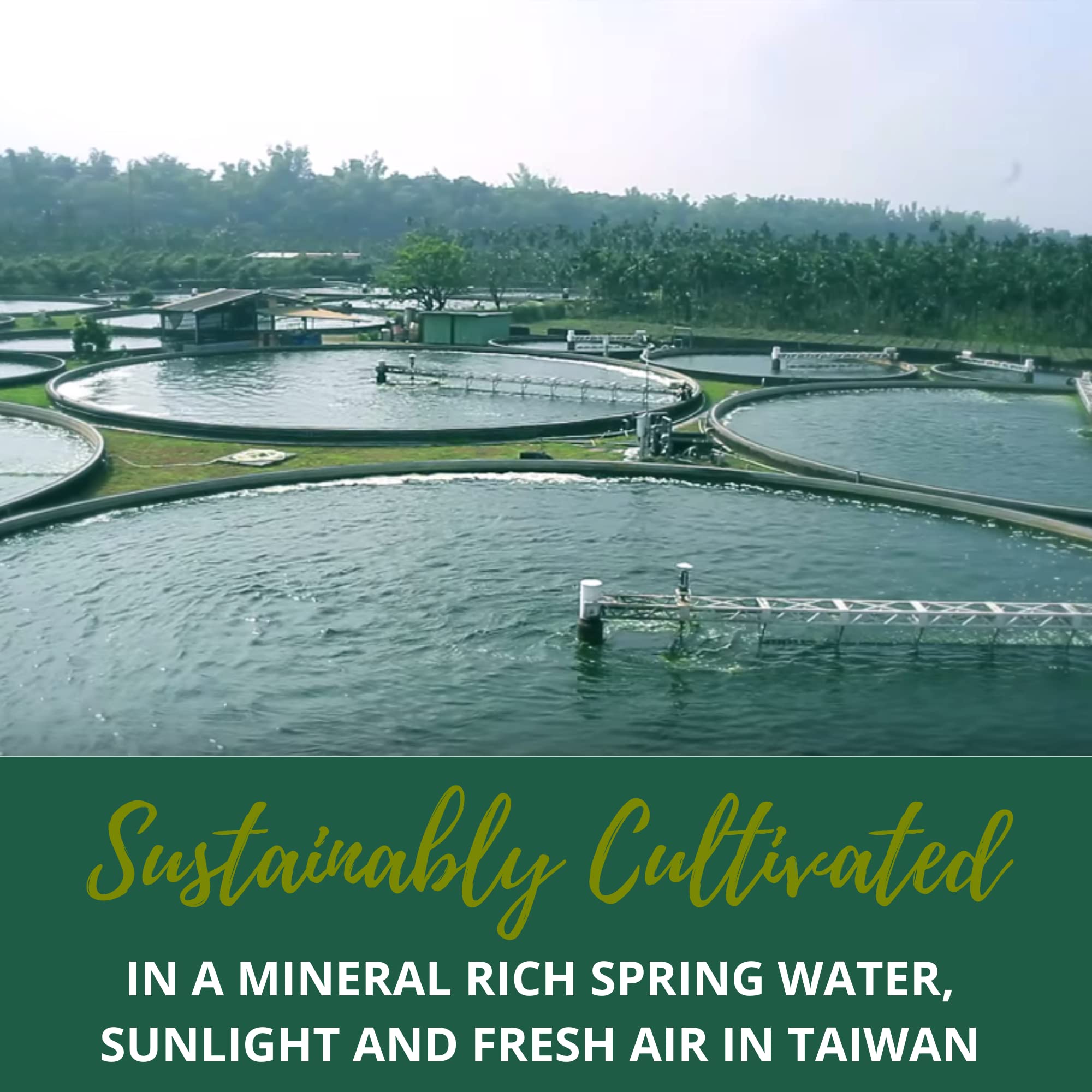 High nutrient density algae supplement