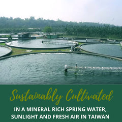 High nutrient density algae supplement