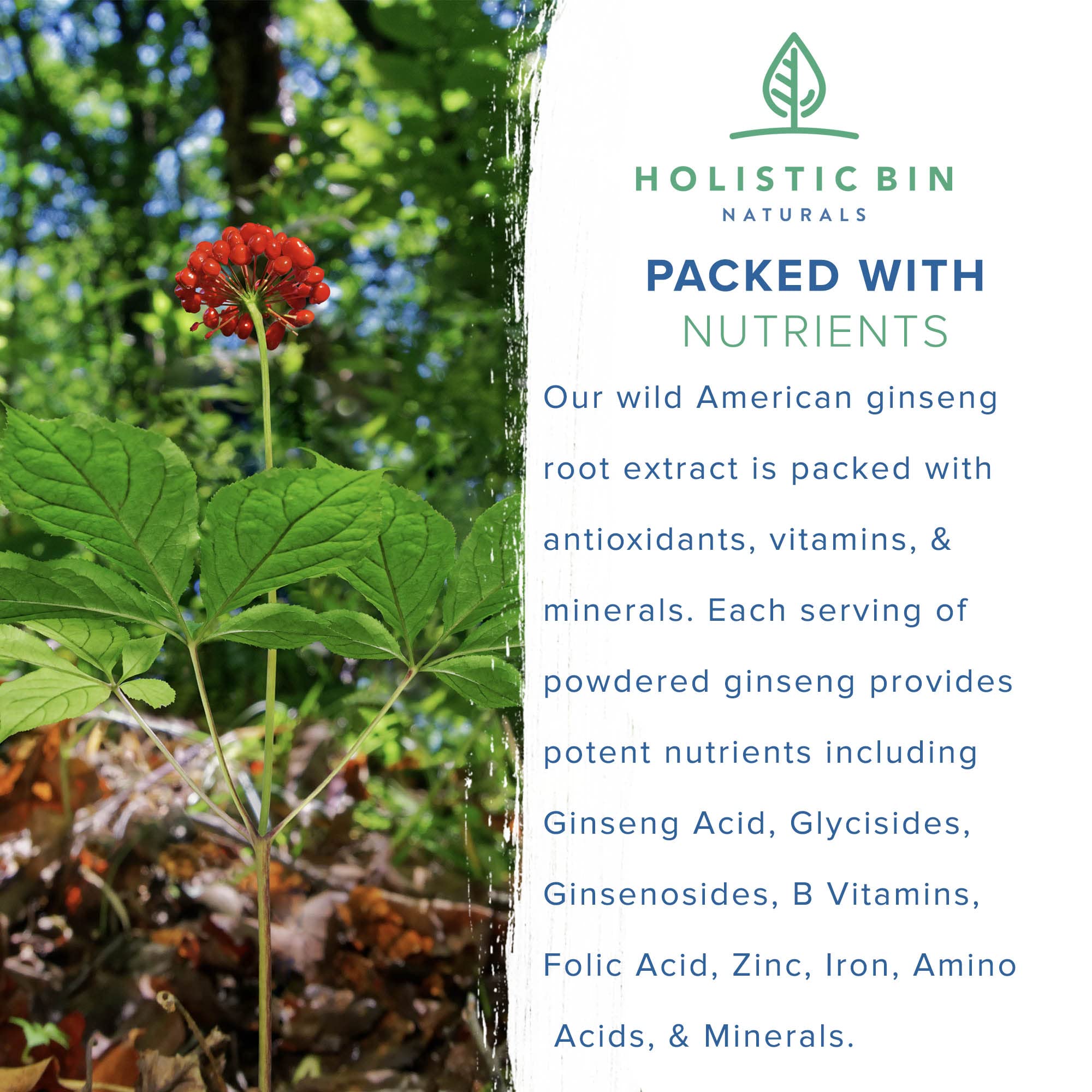 Nutrient-rich ginseng powder highlight