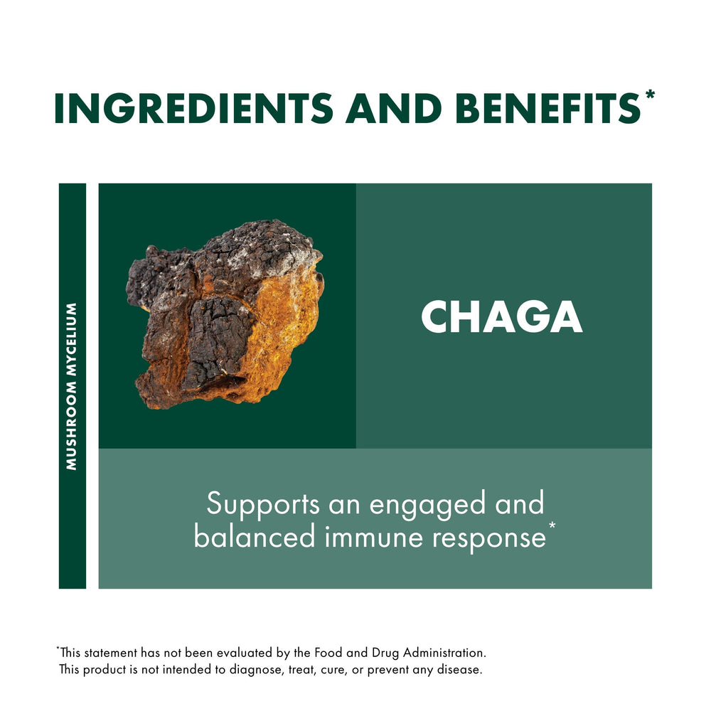 Chaga capsules on brown rice substrate indicating mycelium source