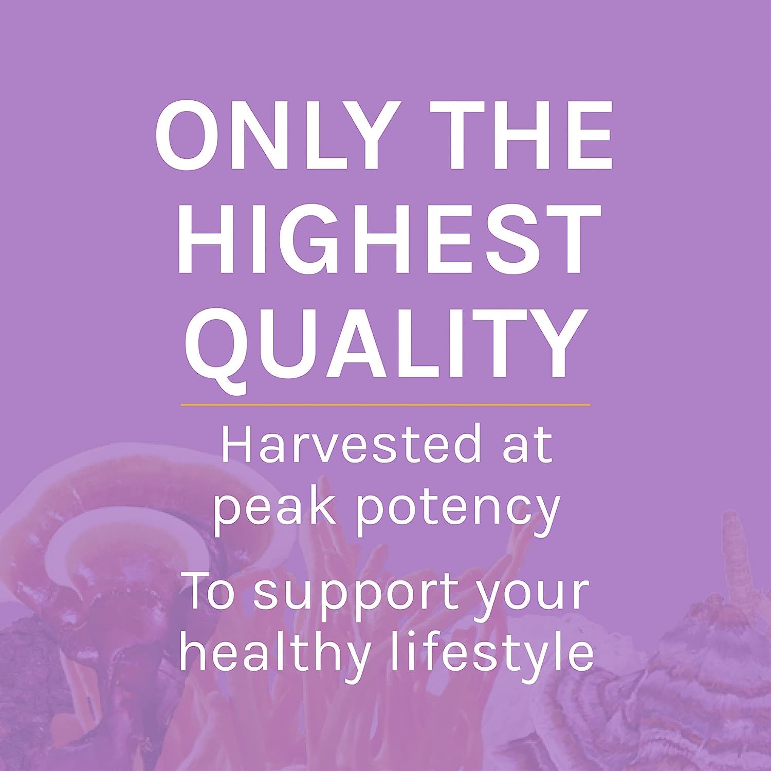 Serving size information for Lion's Mane Powder