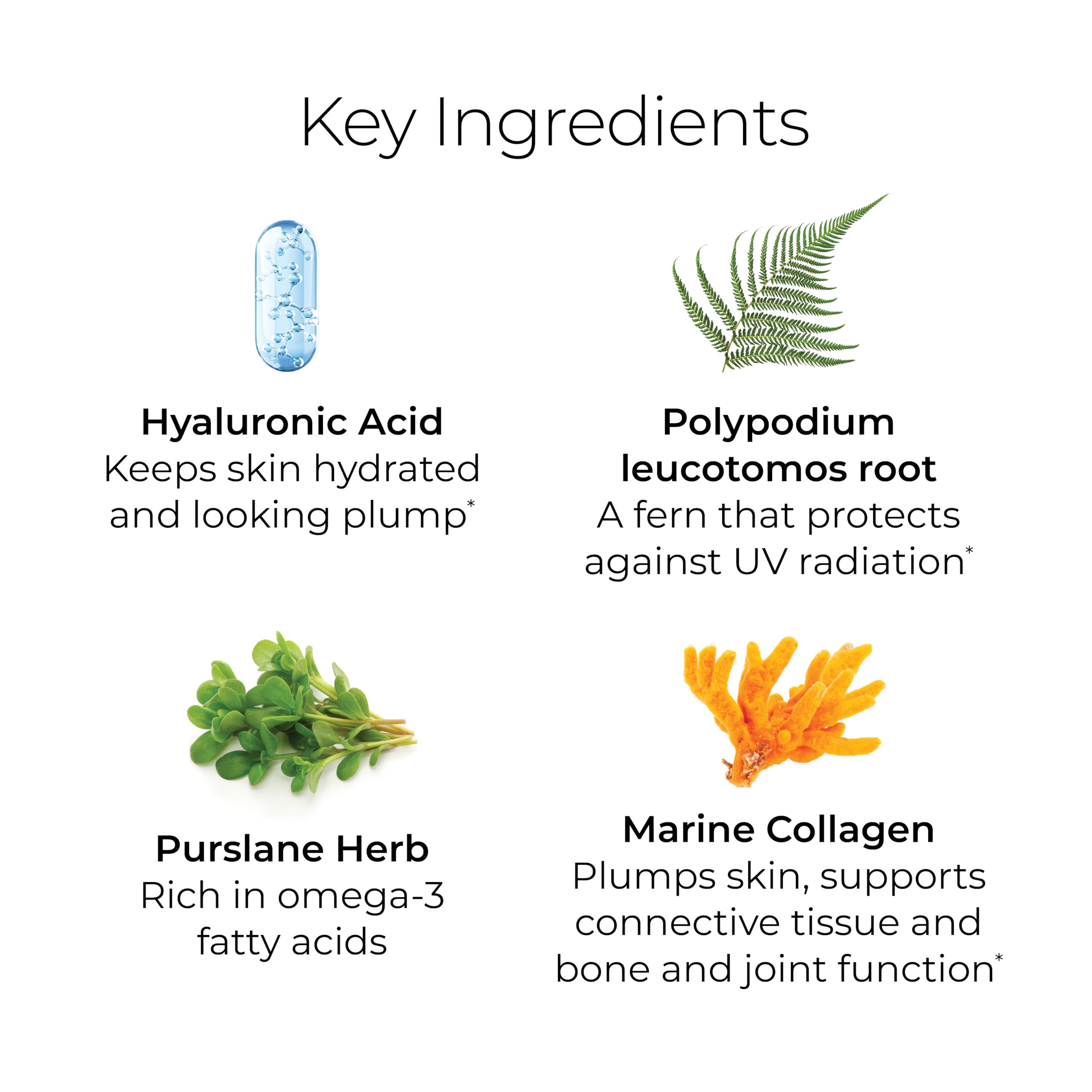 Illustration of key ingredients: hyaluronic acid, marine collagen, amino acids