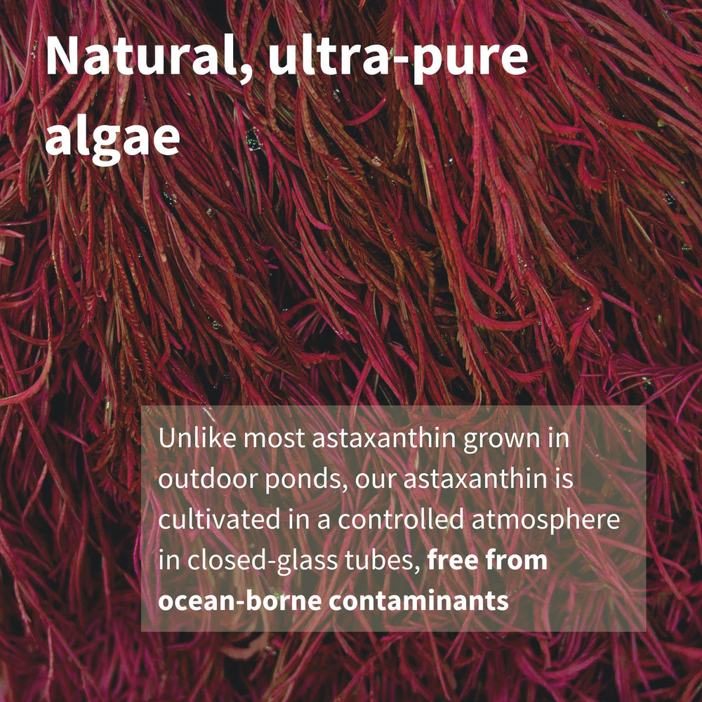 Astaxanthin sourced from microalgae illustration