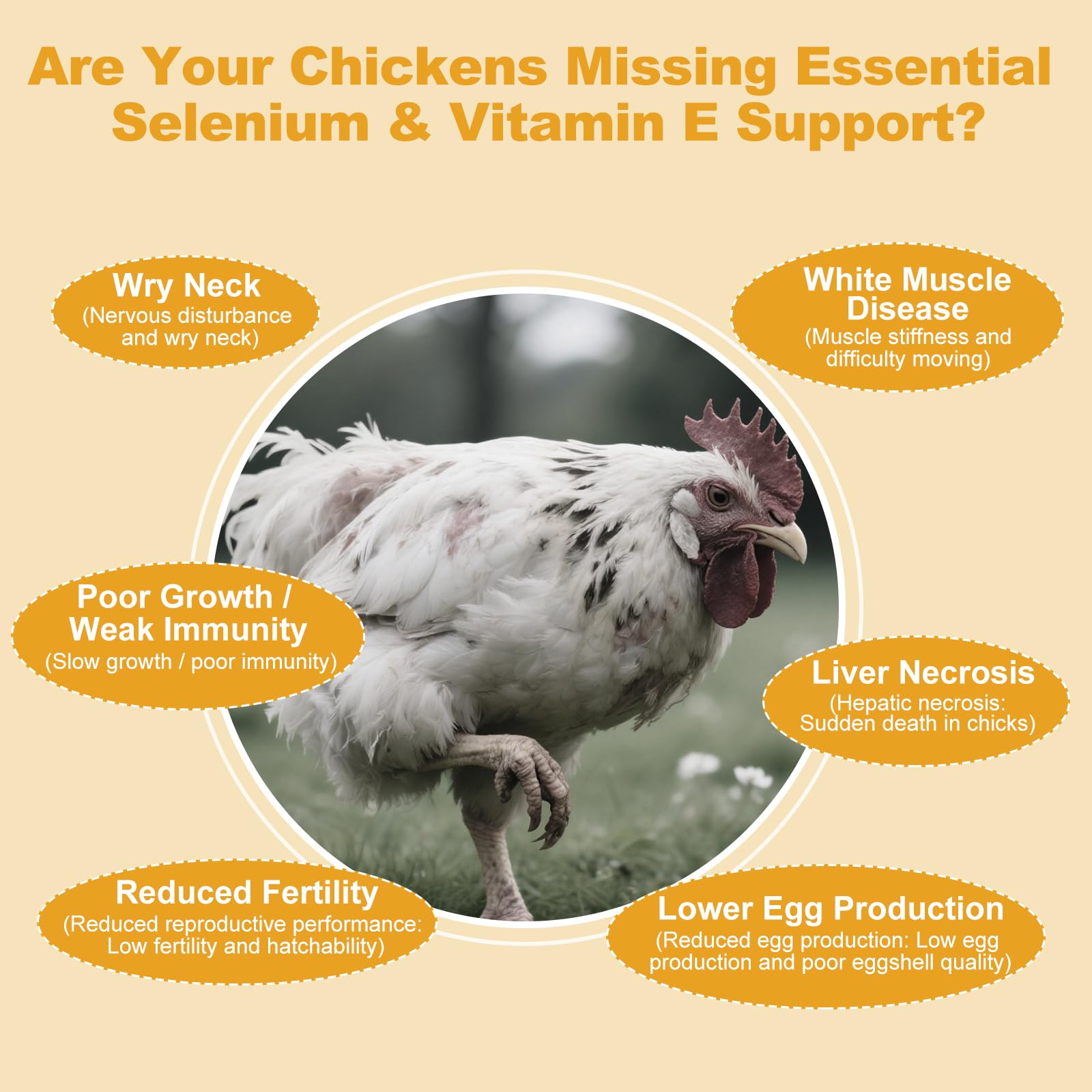 Chickens healthy and active with immune support powder