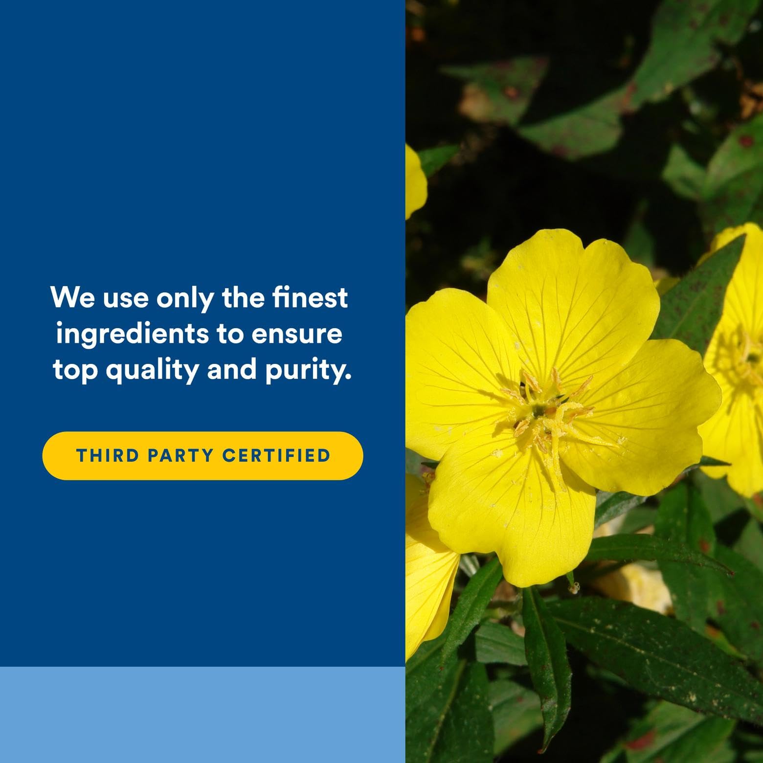 Immune support concept with evening primrose oil