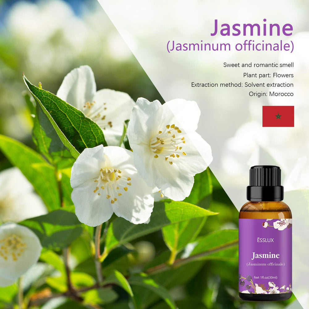 Fresh jasmine flowers used for essential oil production