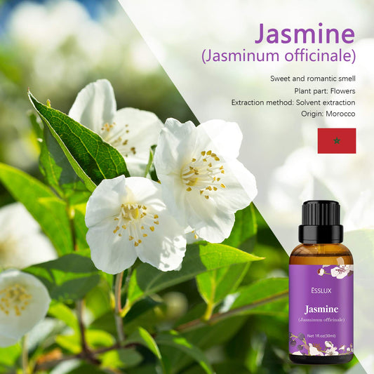Fresh jasmine flowers used for essential oil production