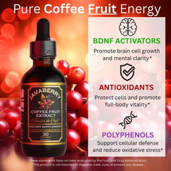 Illustration of coffee fruit highlighting antioxidants