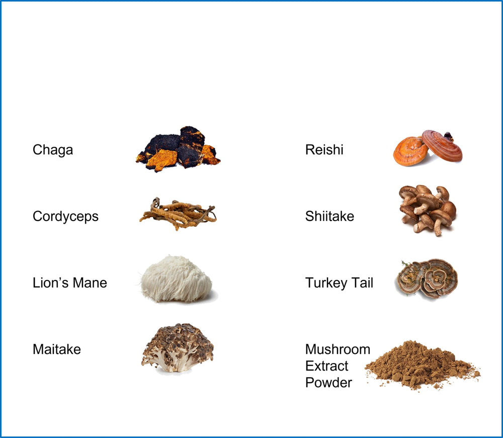 Mushroom varieties included in Jetsu Pure 7: Chaga, Cordyceps, Maitake, Reishi, Shiitake, Turkey Tail, Lion's Mane