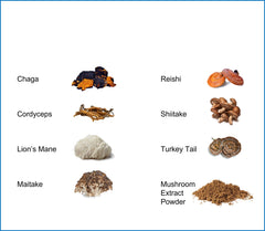 Mushroom varieties included in Jetsu Pure 7: Chaga, Cordyceps, Maitake, Reishi, Shiitake, Turkey Tail, Lion's Mane