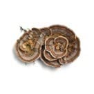 Lifestyle image symbolizing energy and focus from mushroom supplement