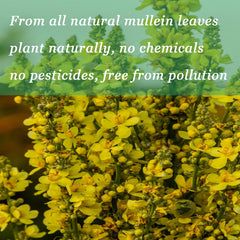 Person using mullein drops for breathing comfort in a lifestyle setting