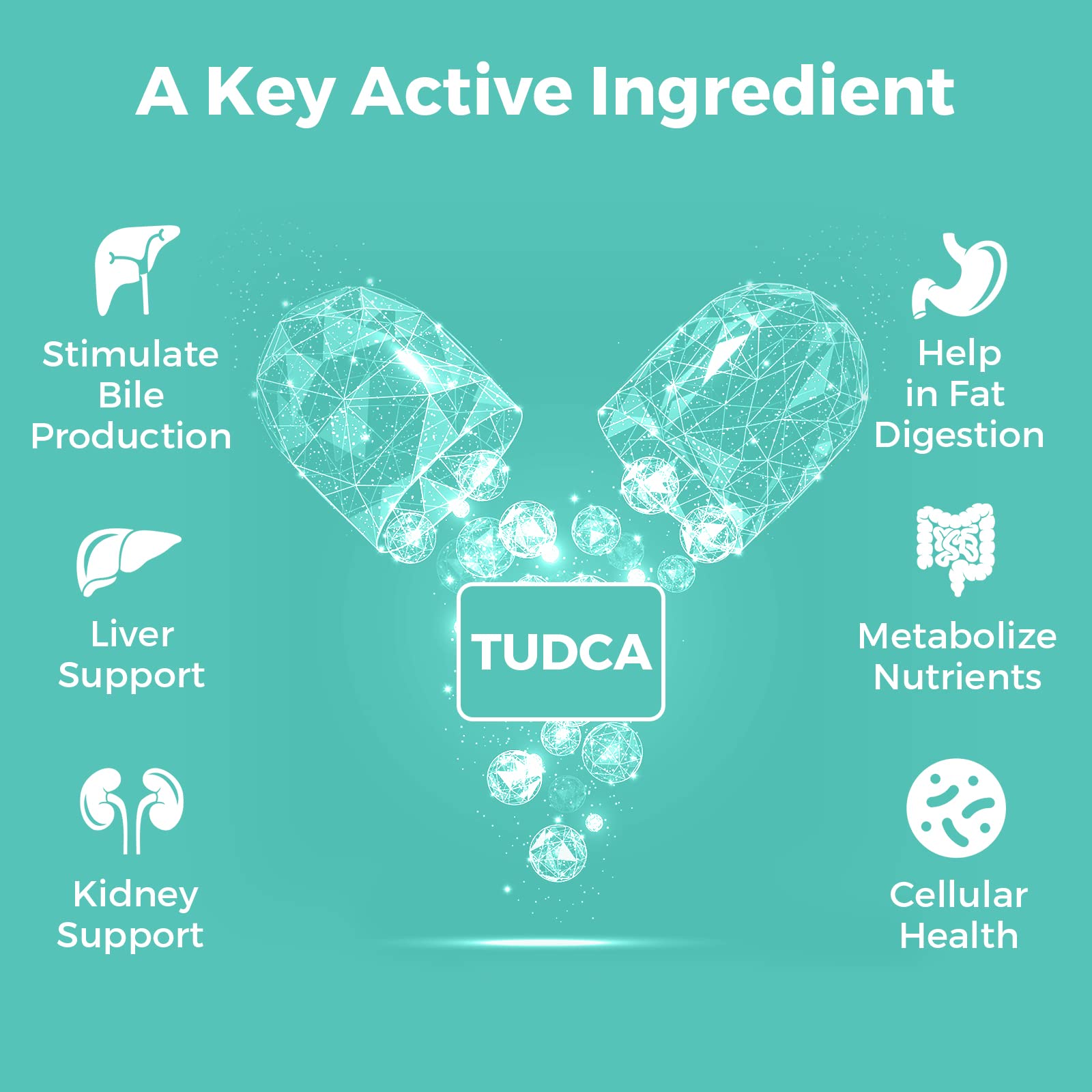 Kayseari Tudca daily-dose capsules ready for easy supplementation.