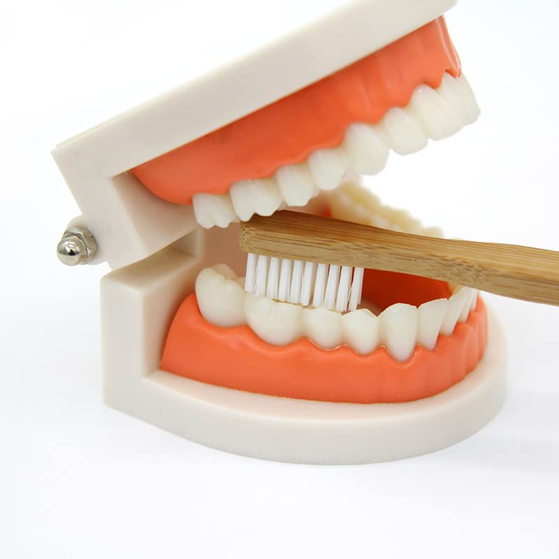 Teeth model and bamboo toothbrush from Kiddison Montessori brushing activity set