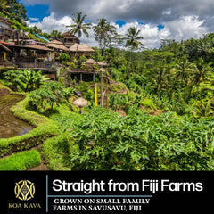 Kava farm in Savusavu Fiji source