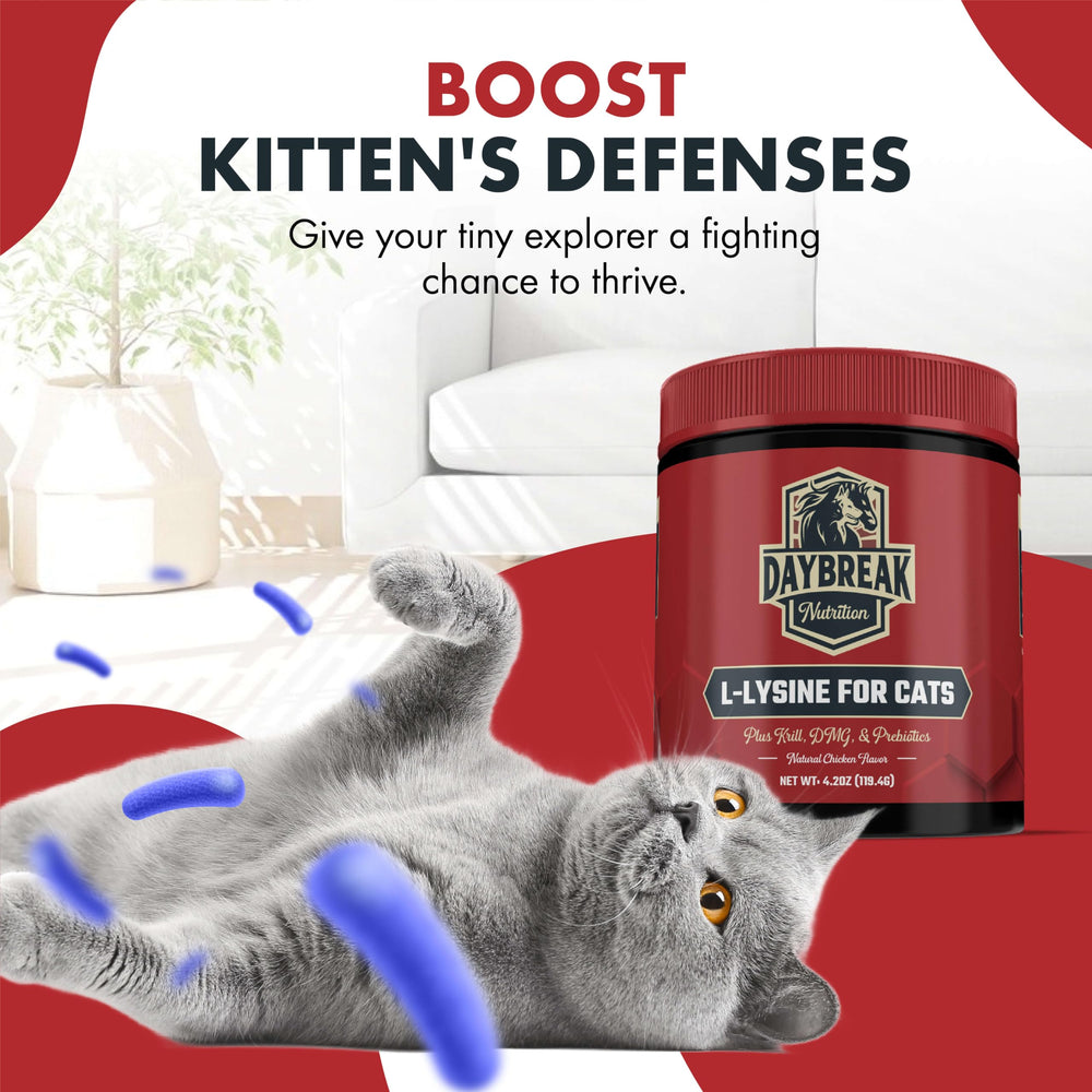 L-Lysine powder bottle with 900 mg per serving and ingredients
