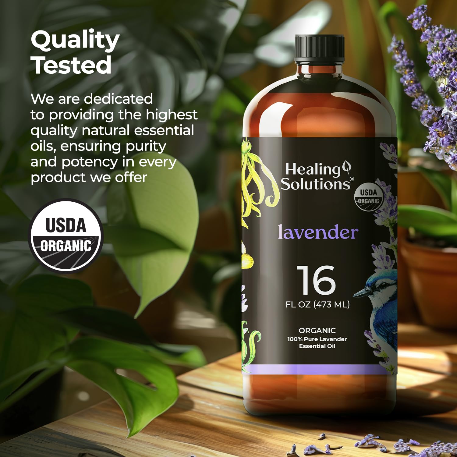 Lavandula angustifolia organic lavender plant