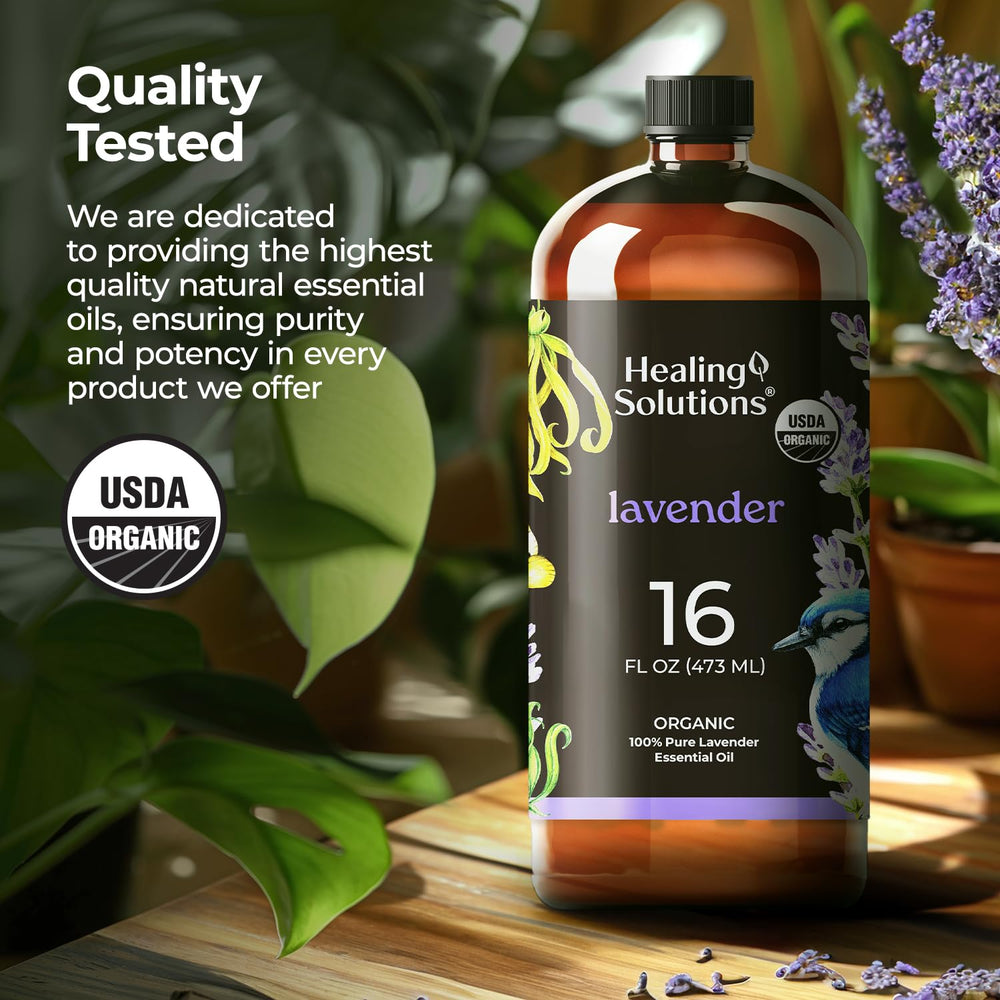 Lavandula angustifolia organic lavender plant