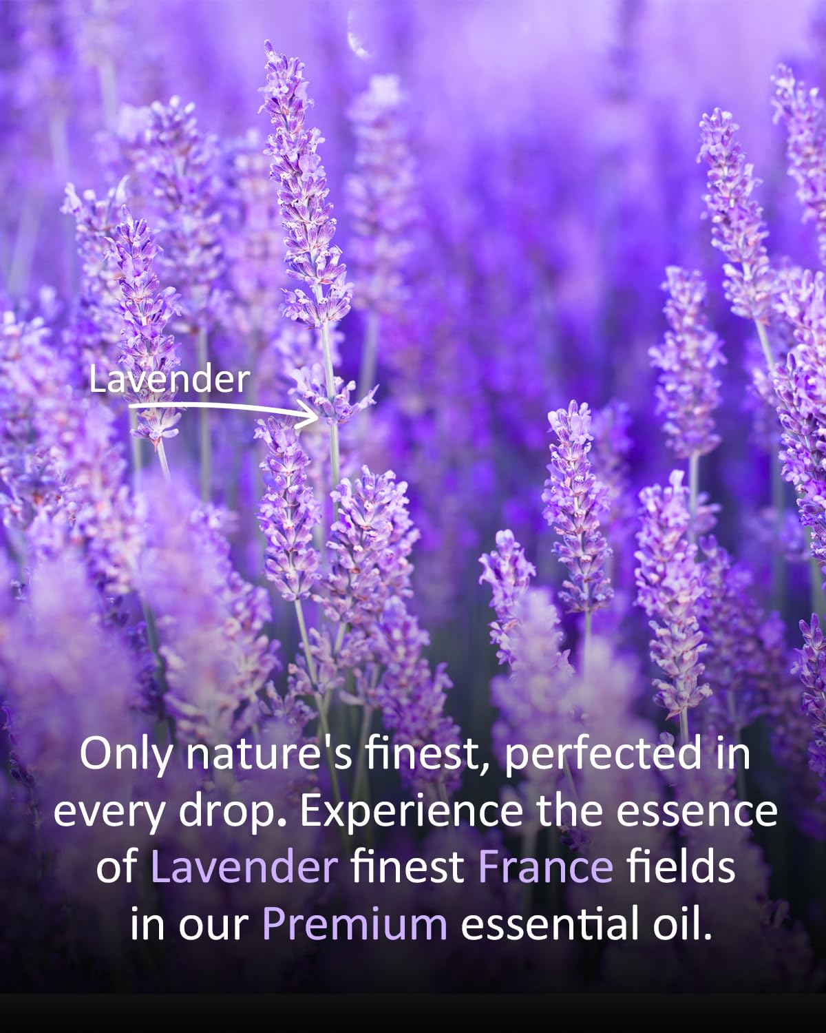 Lavender essential oil used in candles, soaps, and baths