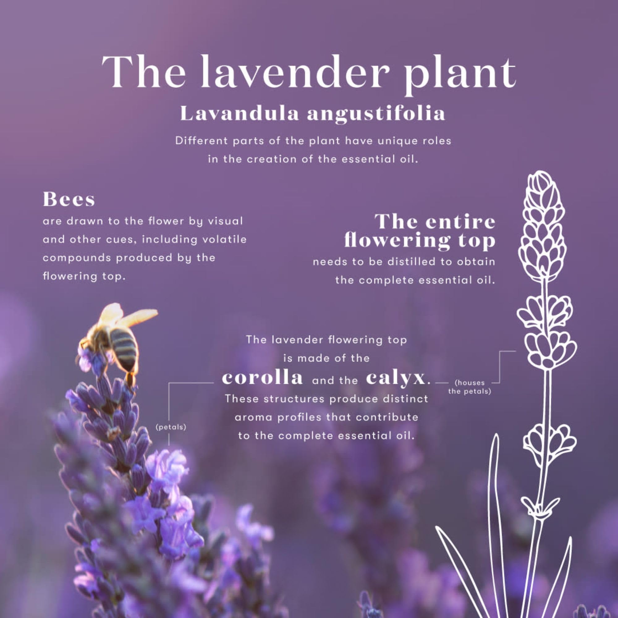 Packaging of Lavender Essential Oil 15 mL
