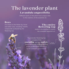 Packaging of Lavender Essential Oil 15 mL