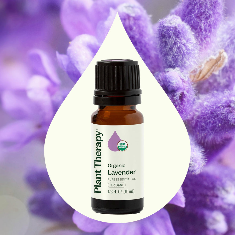 Close-up of Organic Lavender flowers beside the oil bottle
