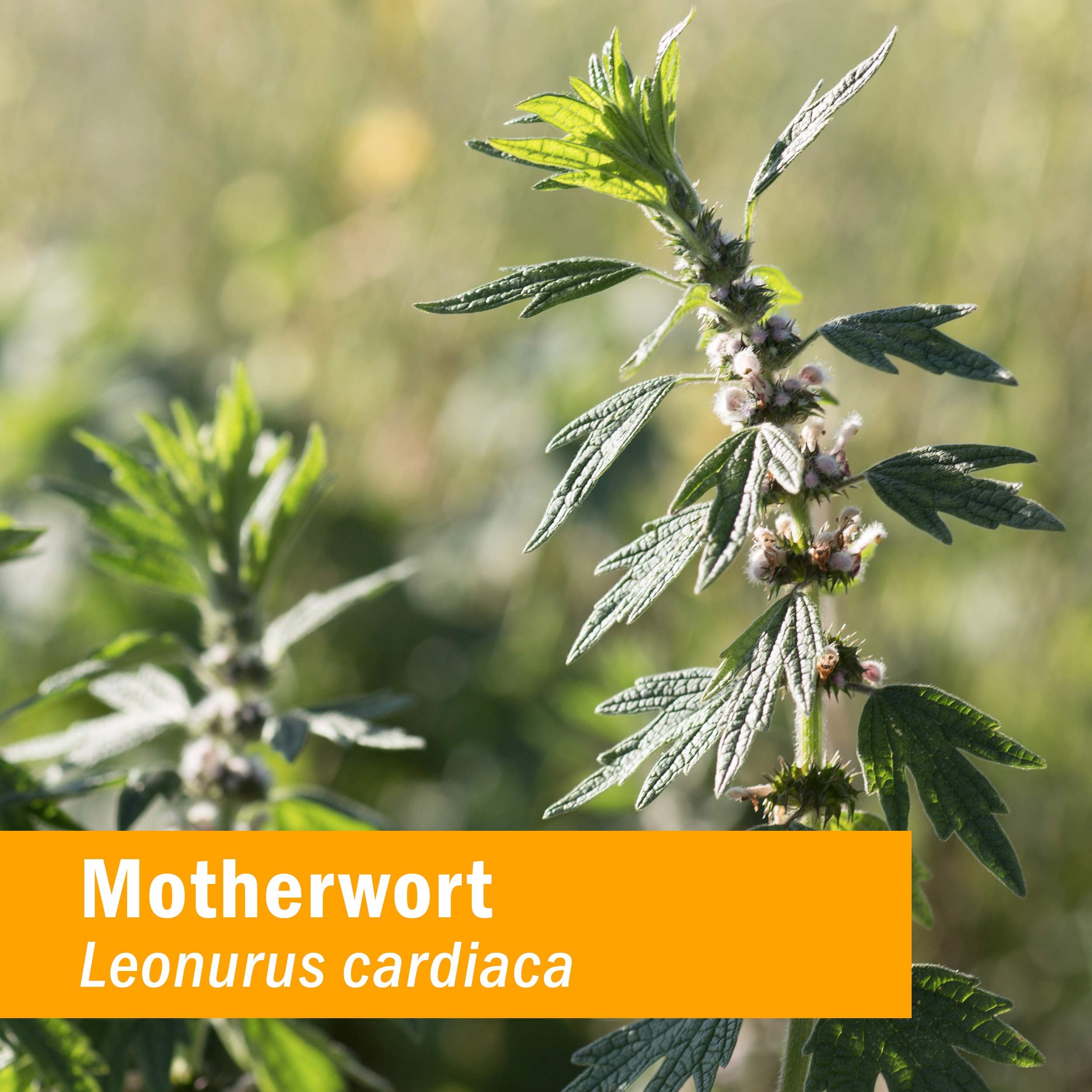 Leonurus cardiaca leaves and flowering tops for tincture