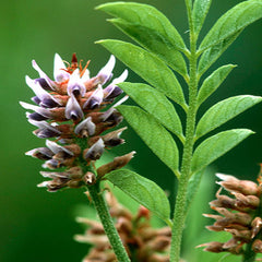 Packaging of licorice extract powder produced in Utah, USA