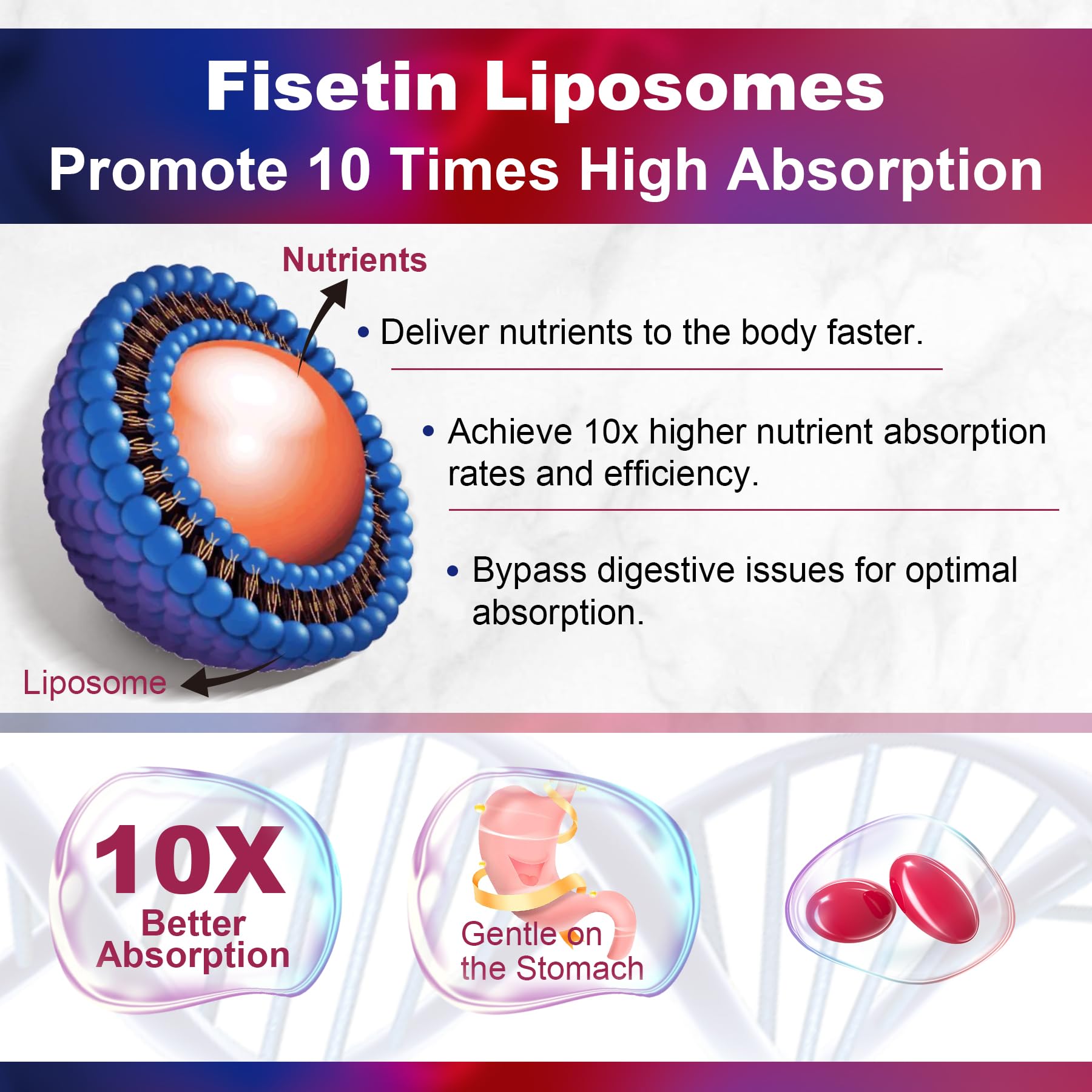 Fisetin supplement ingredients: Quercetin, Resveratrol, Green Tea Extract