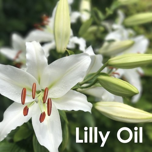 Aromatherapy diffuser with Lily Auratum essential oil