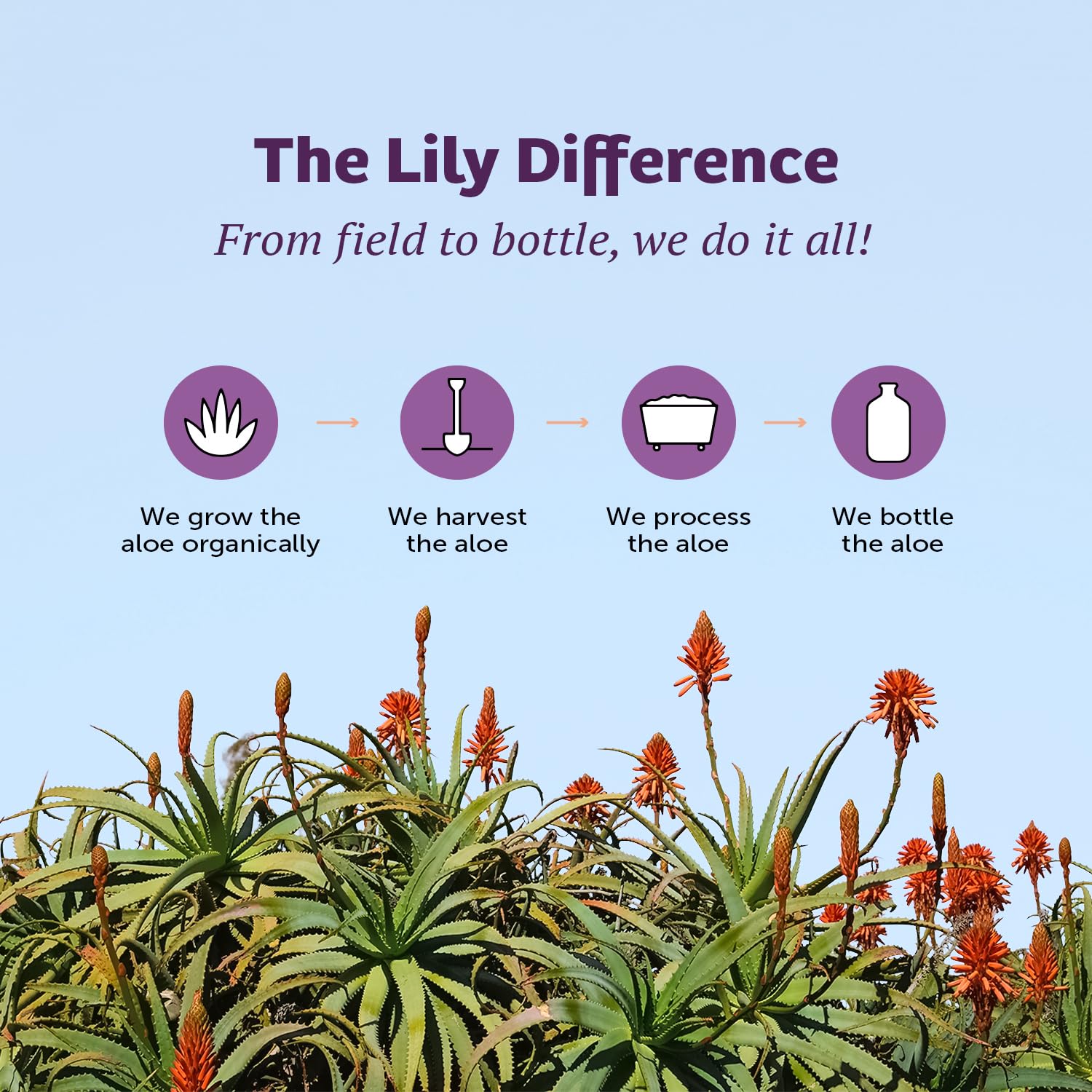 Promotional image of Lily of the Desert Aloe Vera Herbal Detox Formula 32 oz bottle