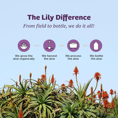 Promotional image of Lily of the Desert Aloe Vera Herbal Detox Formula 32 oz bottle