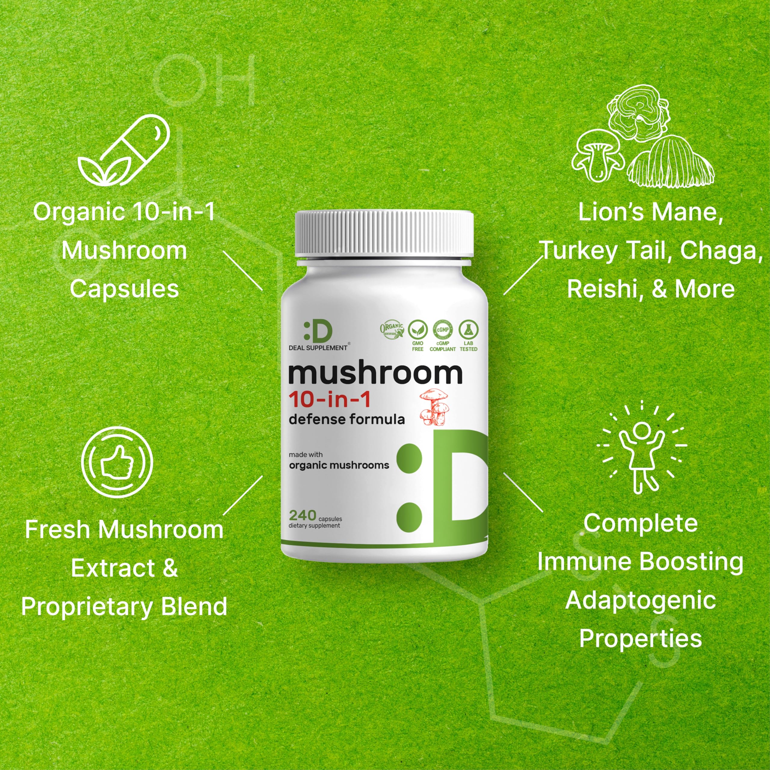 Illustration of key mushrooms: Lions Mane, Turkey Tail, Reishi and Cordyceps