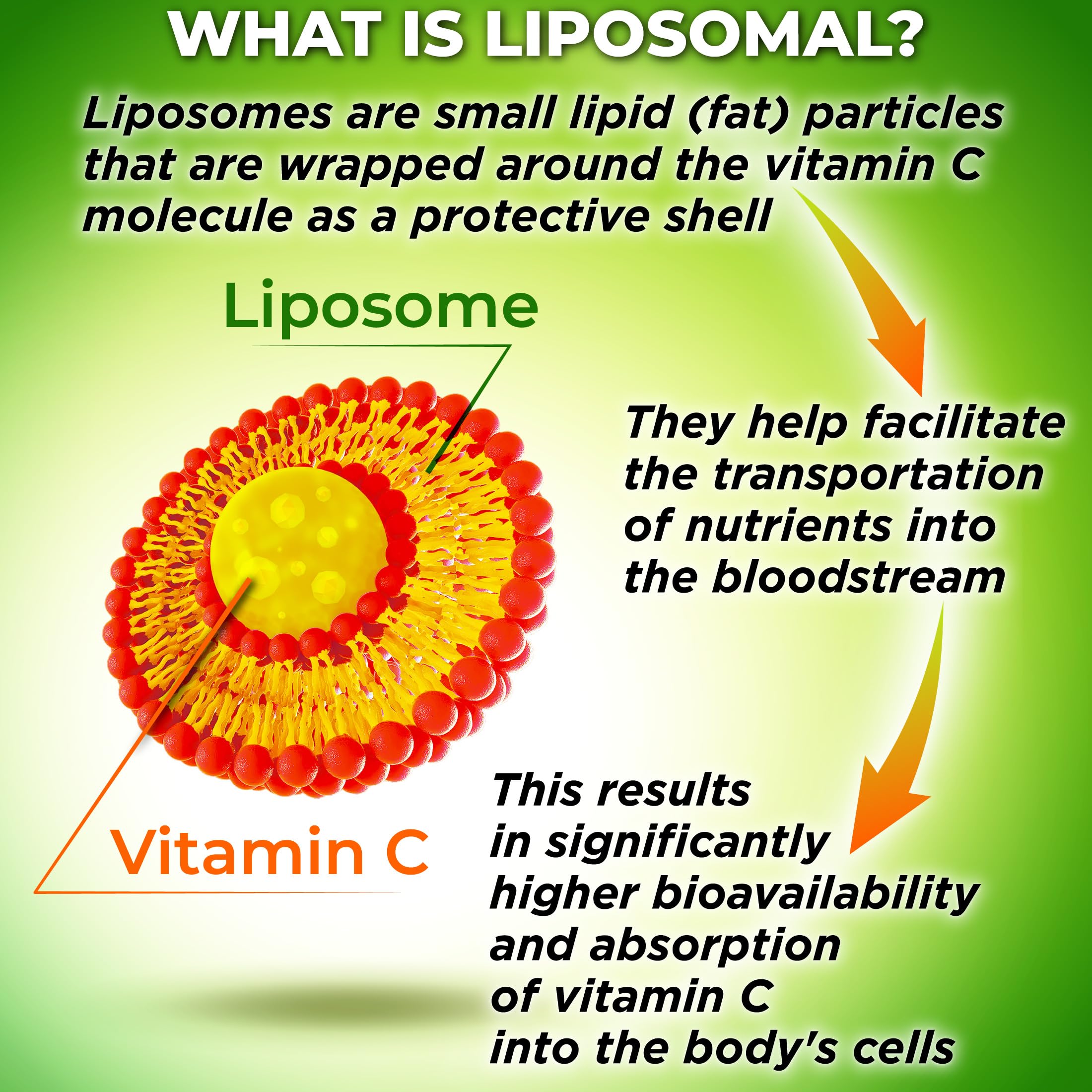 US-made liposomal vitamin C capsule bottle in facility environment