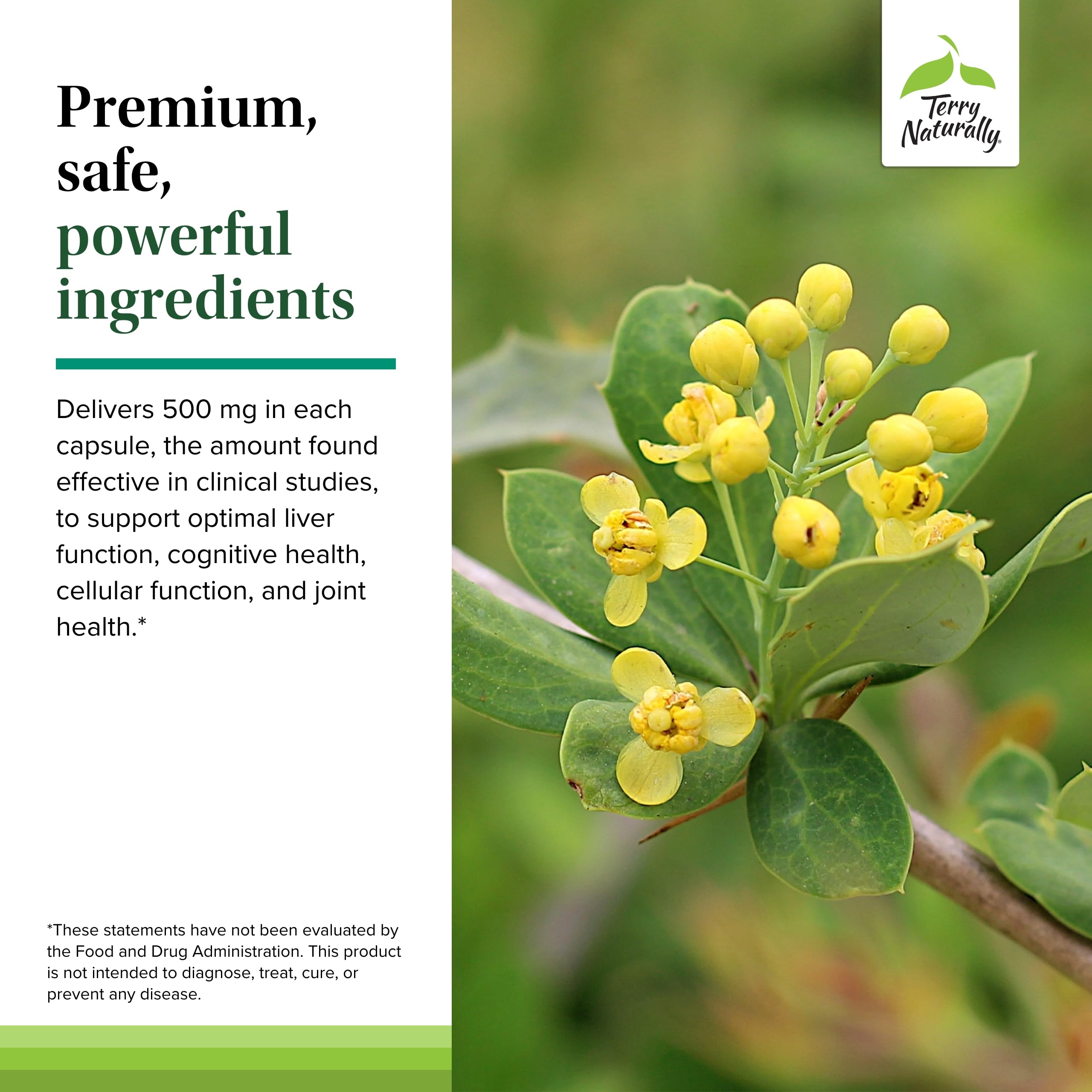 Graphic illustrating liver health benefits of berberine