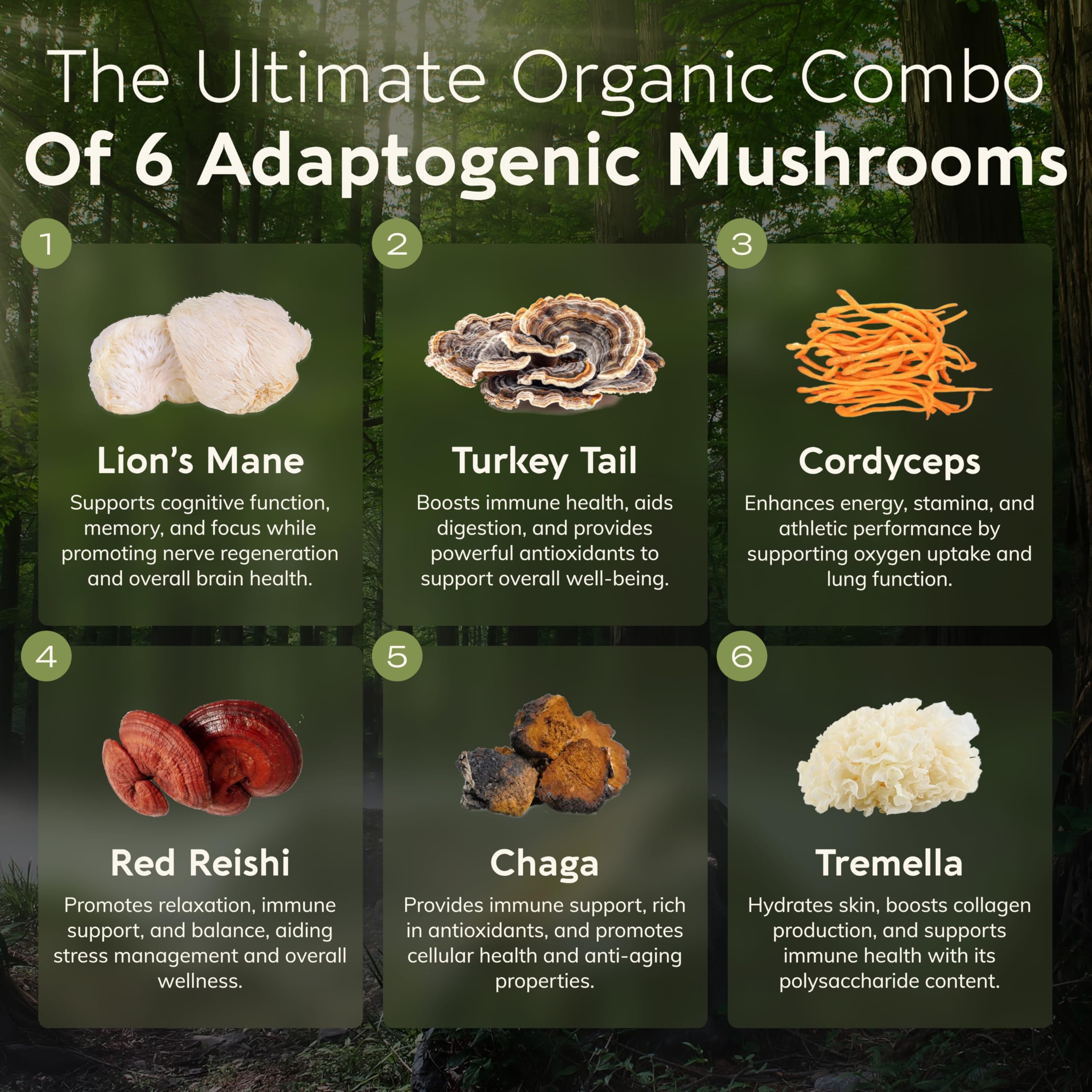 Lion’s Mane mushroom - Longevity Botanicals Super Six Organic Mushroom Blend 100g