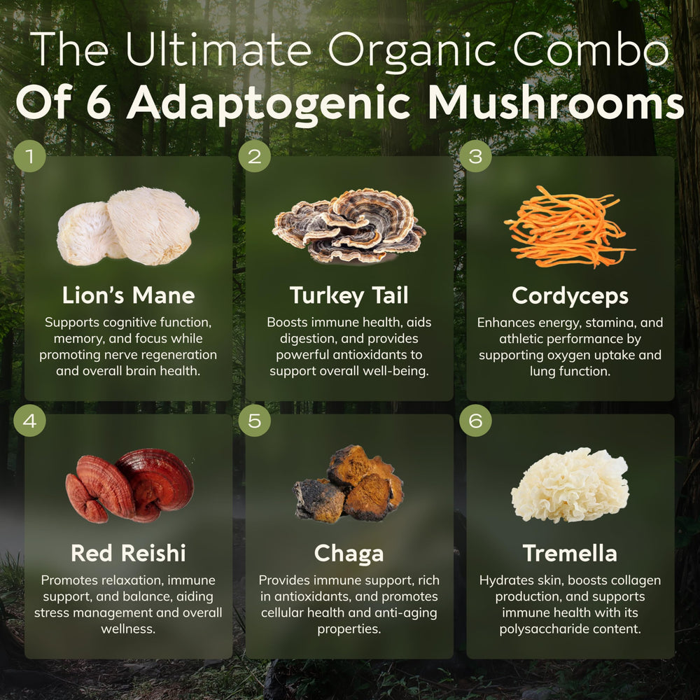 Lion’s Mane mushroom - Longevity Botanicals Super Six Organic Mushroom Blend 100g