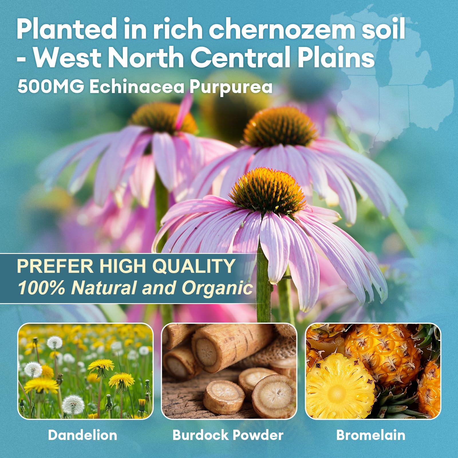 Echinacea, dandelion, burdock root and bromelain ingredients