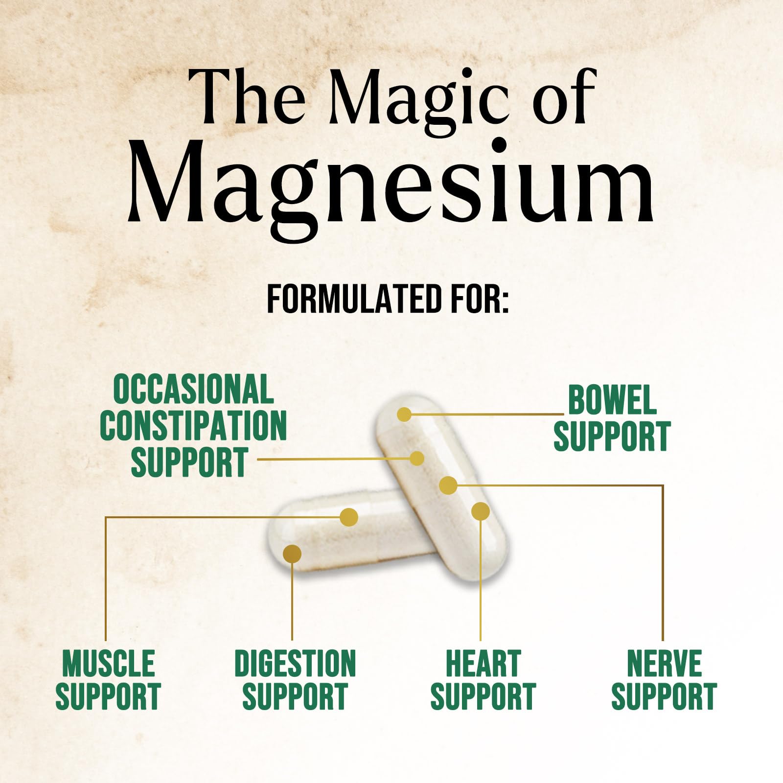 Graphic highlighting nerve and bone support from magnesium
