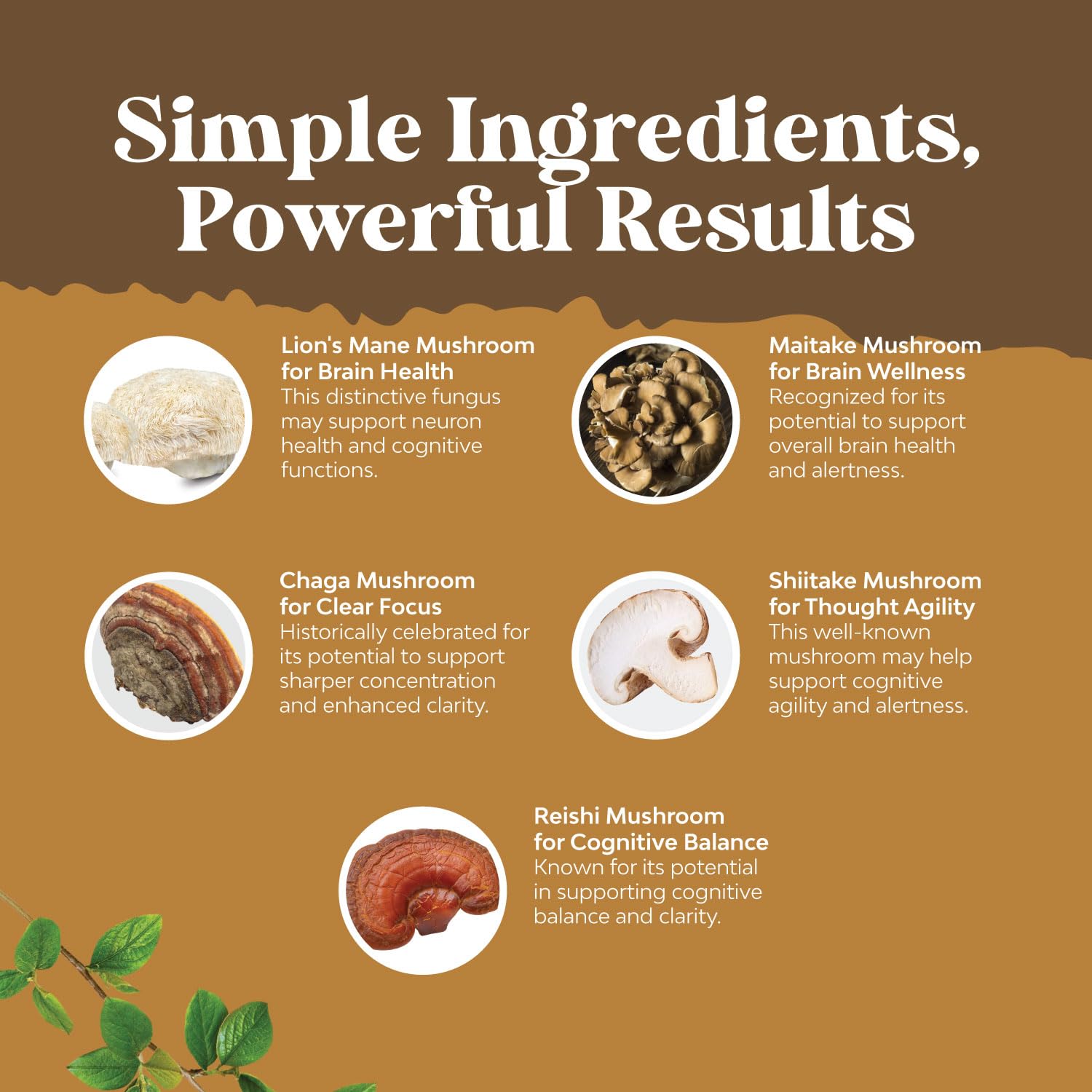 Maitake, Reishi, Chaga and Shiitake mushroom blend for cognitive support