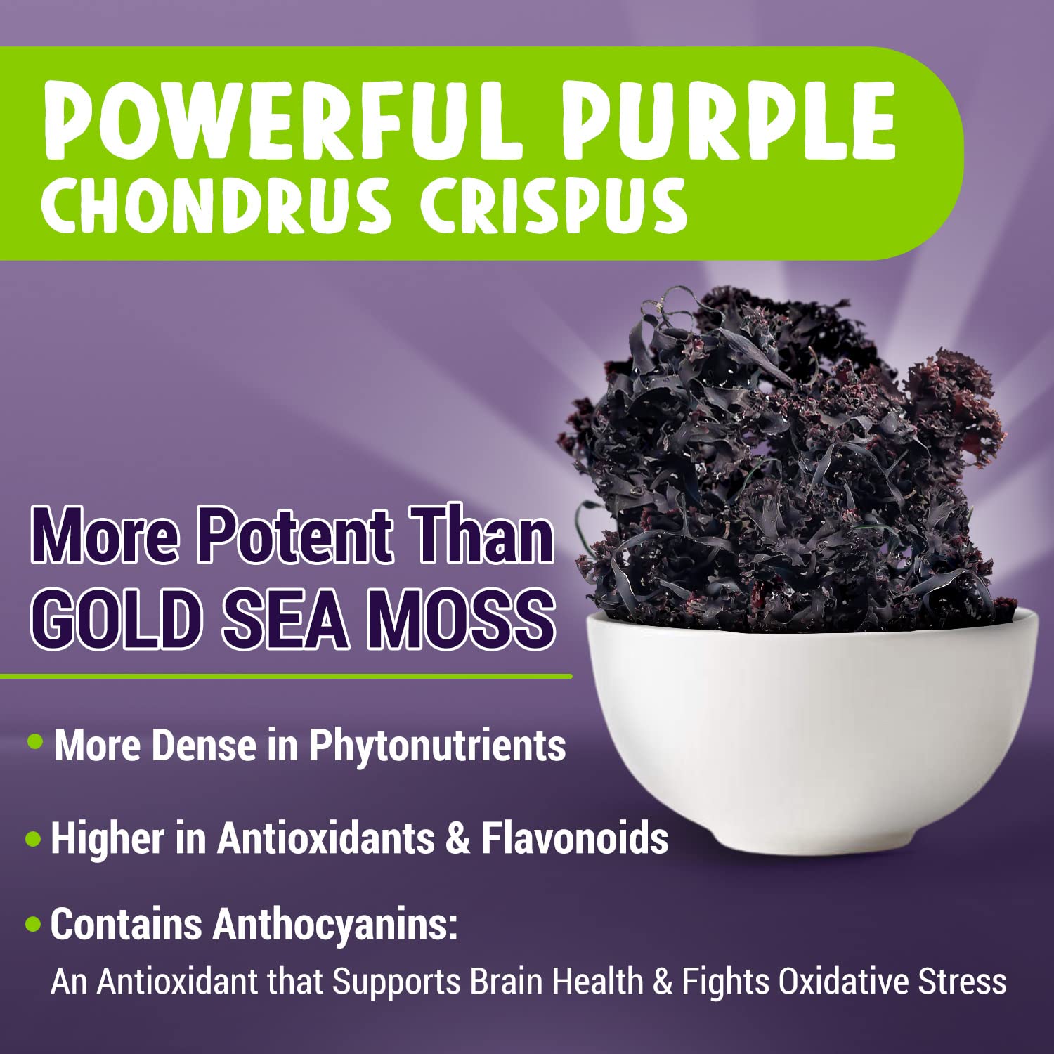 Wild-harvested Chondrus Crispus sea moss imagery