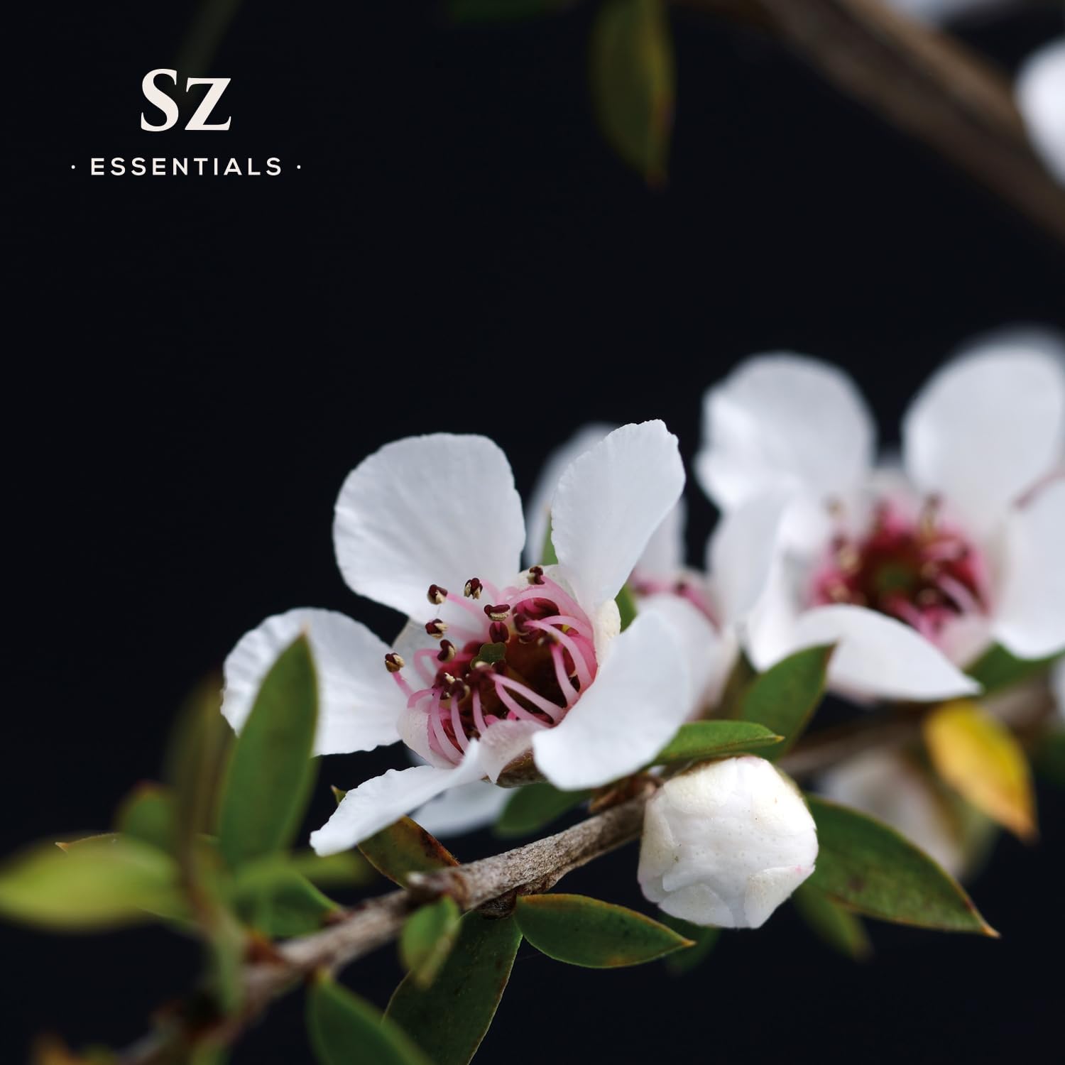 Manuka essential oil for massage and relaxation