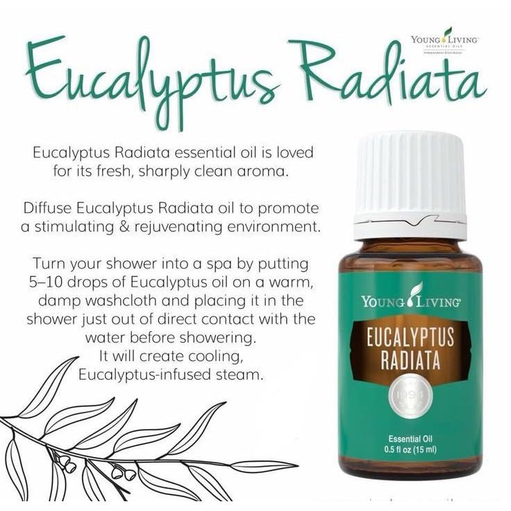 Eucalyptus Radiata massage application